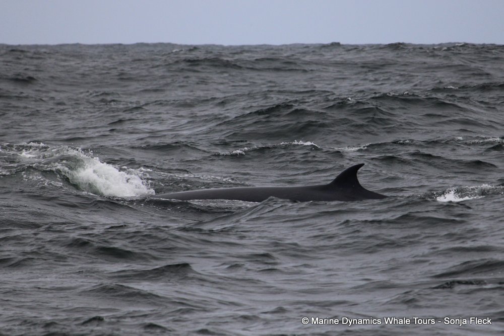 bryde's whale, whale watching, gansbaai, south africa,