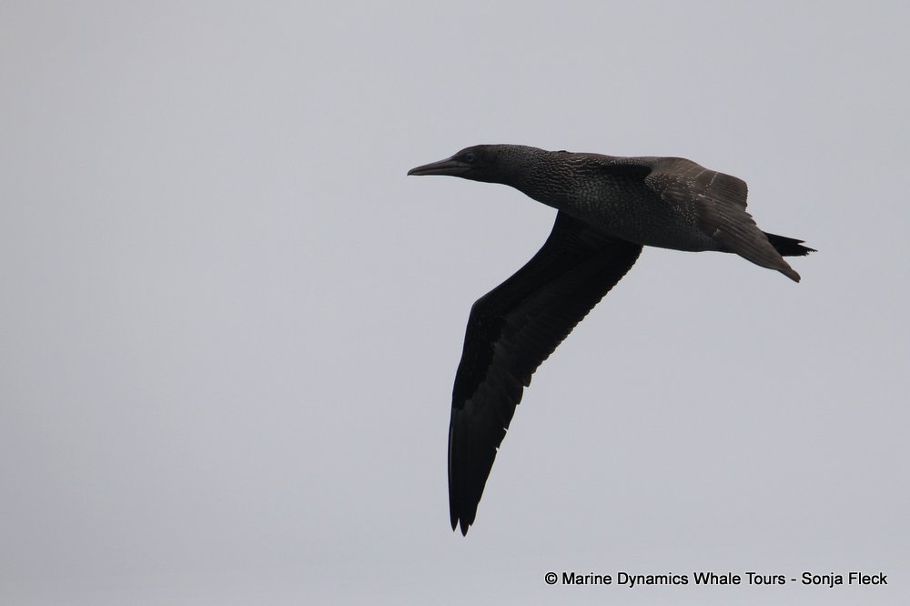 cape gannet, whale watching, gansbaai, south africa