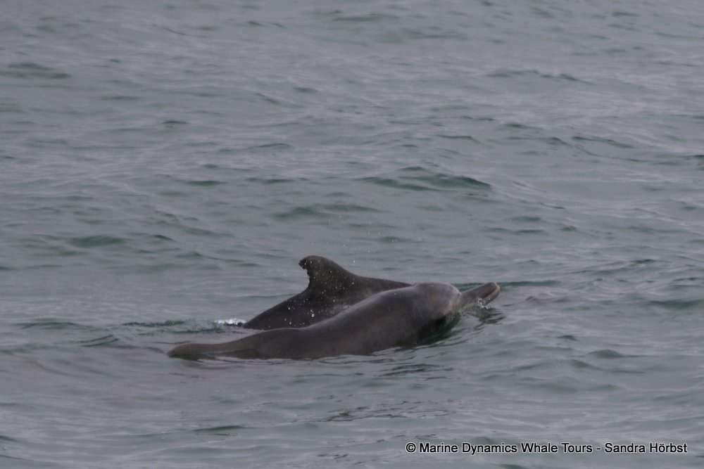 dolphin, whale watching, gansbaai, south africa,