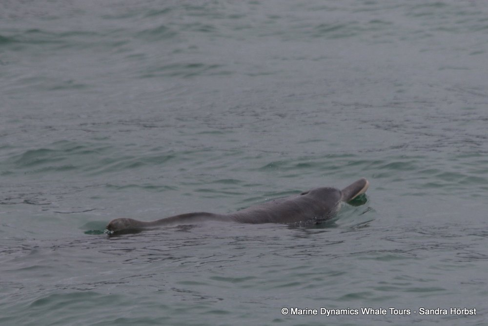 dolphin, whale watching, gansbaai, south africa,