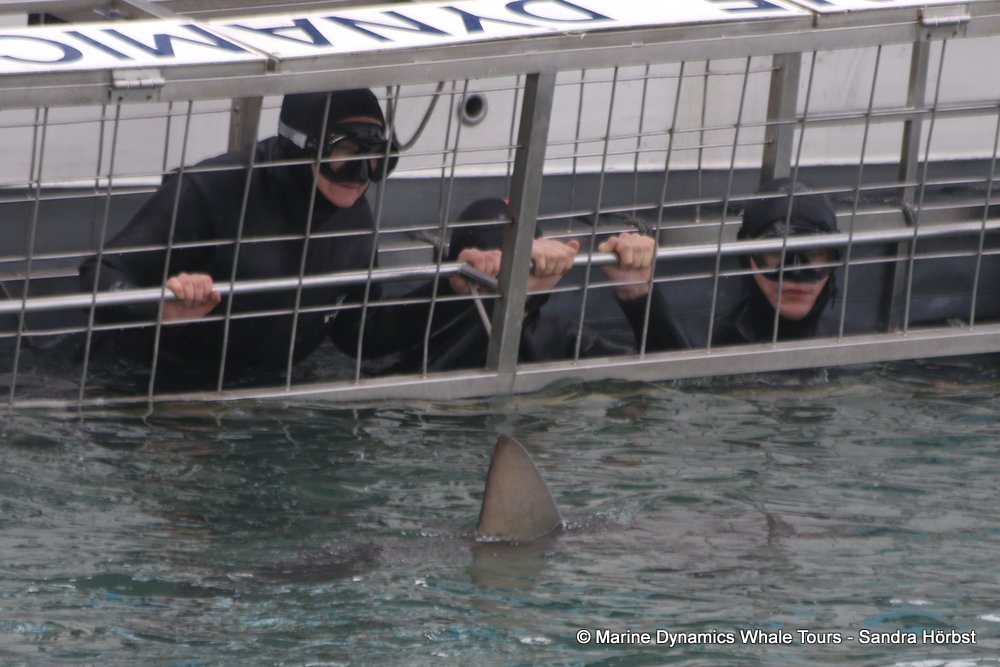 bronze whaler shark, whale watching, gansbaai, south africa,