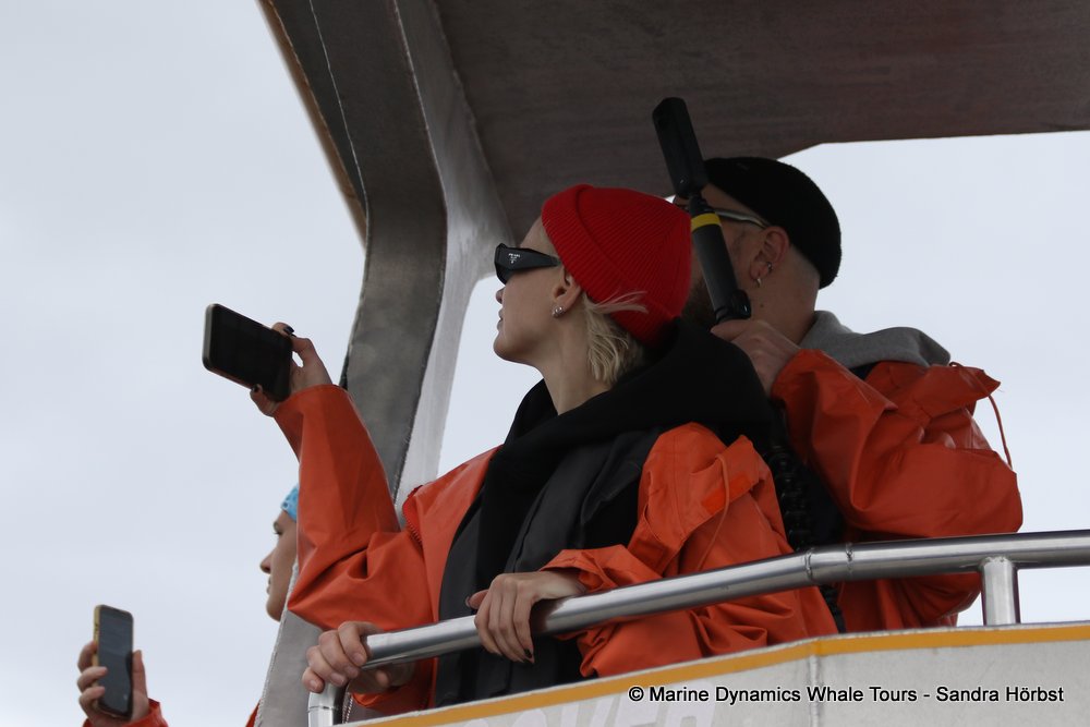 people, whale watching, gansbaai, south africa