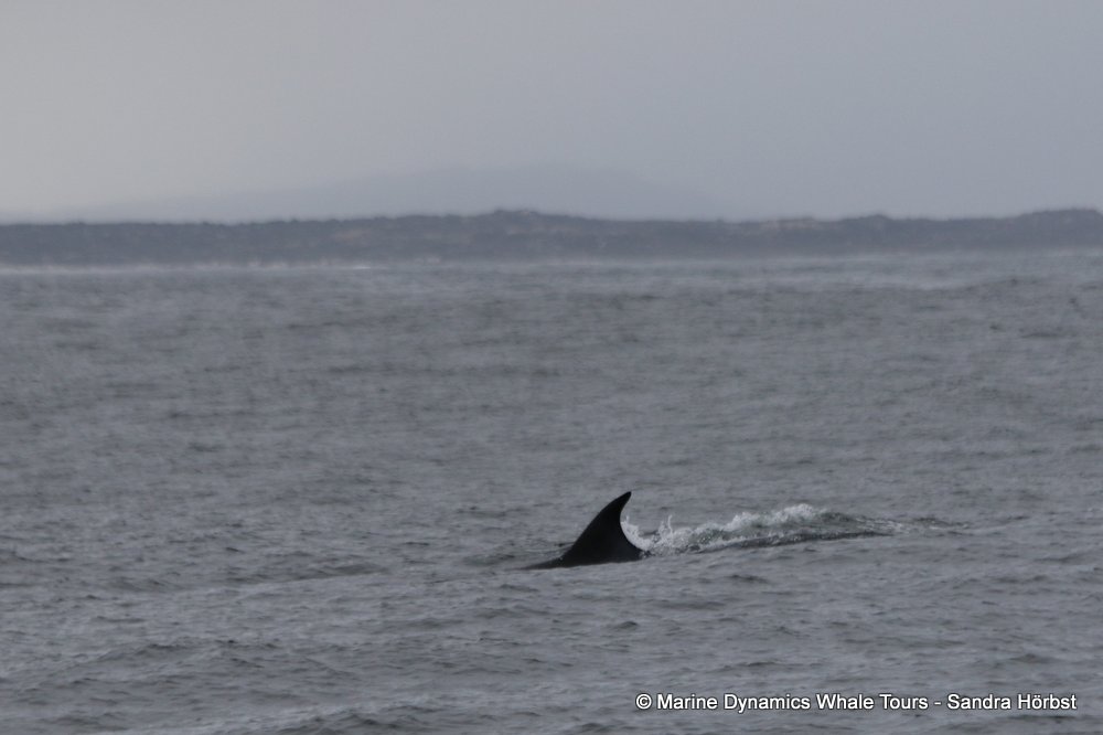 bryde's whale, whale watching, gansbaai, south africa,