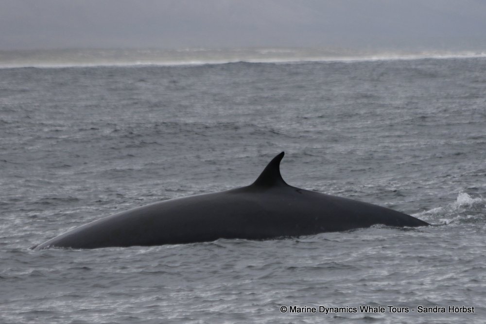 bryde's whale, whale watching, gansbaai, south africa,