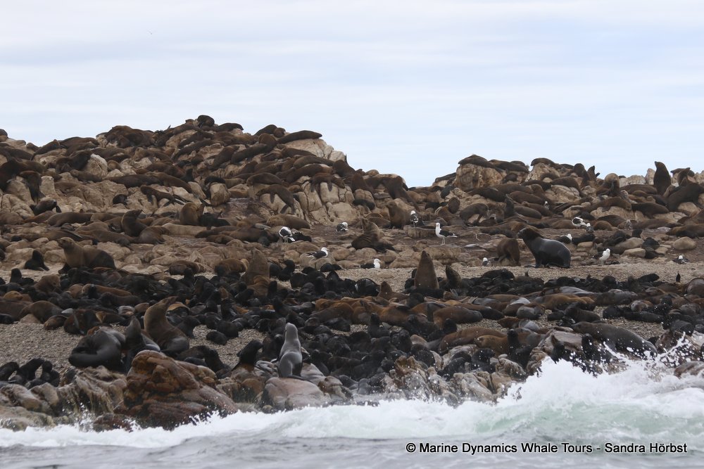cape fur seal colony, whale watching, gansbaai, south africa,