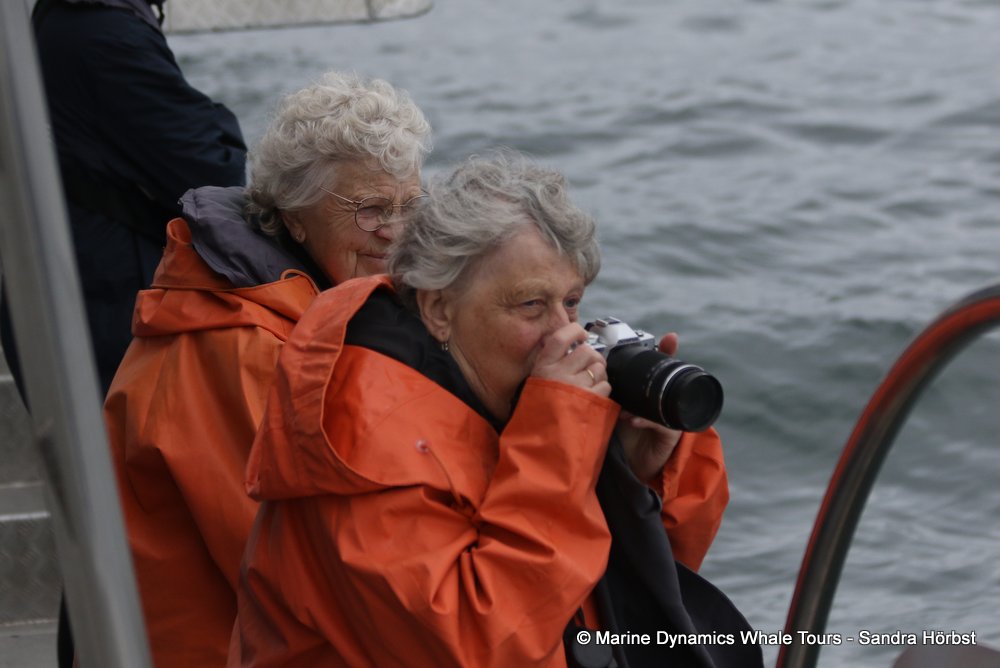 people, whale watching, gansbaai, south africa
