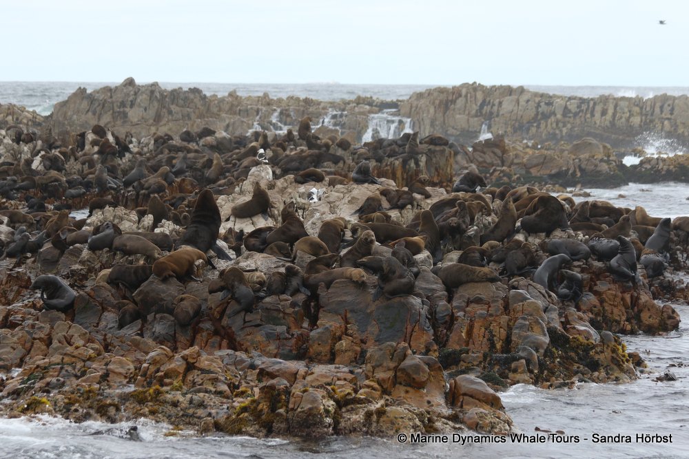 cape fur seal colony, whale watching, gansbaai, south africa,