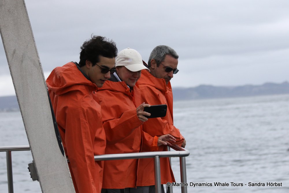 people, whale watching, gansbaai, south africa