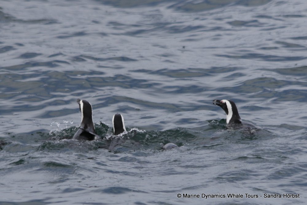 penguins, whale watching, gansbaai, south africa,