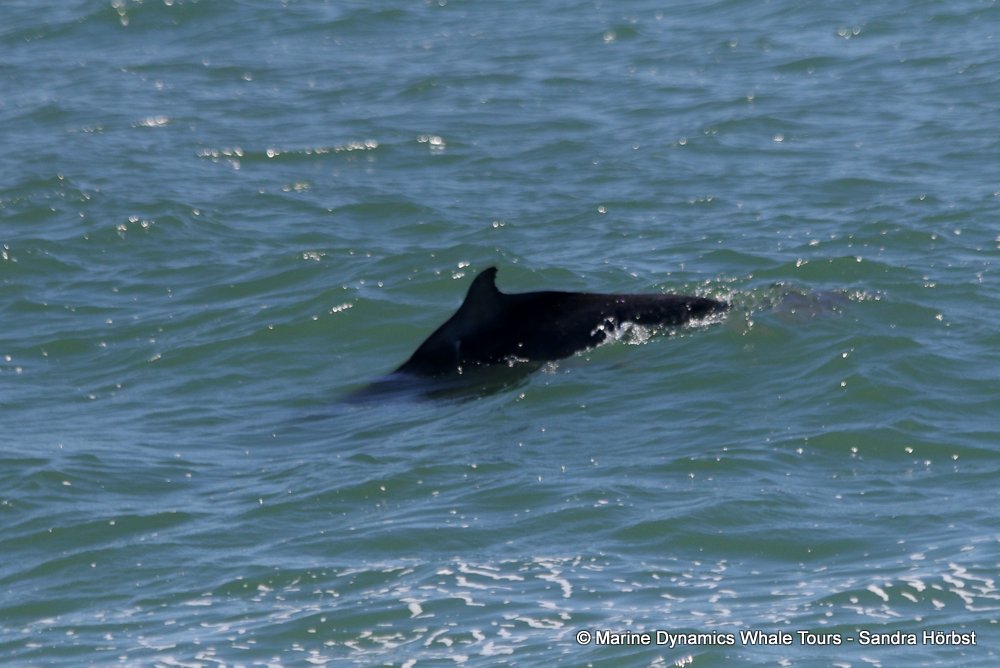 humpback dolphin, whale watching, gansbaai, south africa