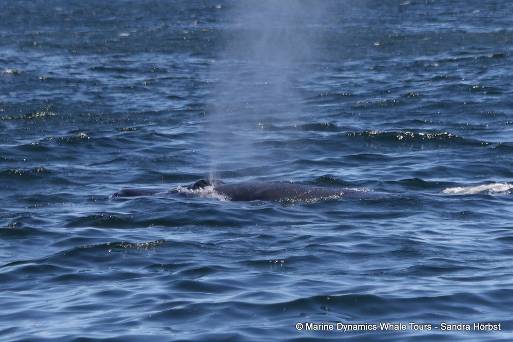 bryde's whale, whale watching, gansbaai, south africa,