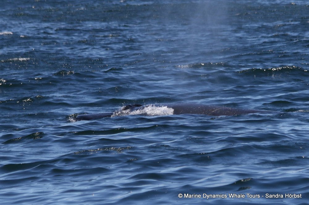 bryde's whale, whale watching, gansbaai, south africa,