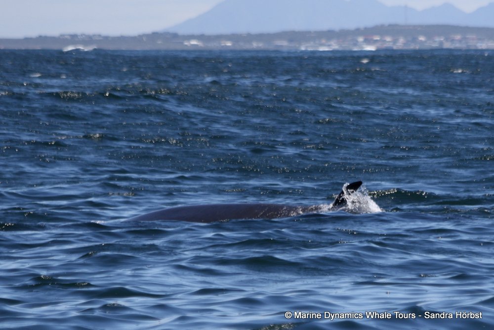 bryde's whale, whale watching, gansbaai, south africa,