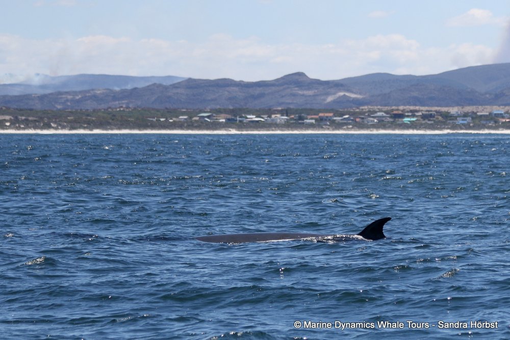 bryde's whale, whale watching, gansbaai, south africa,