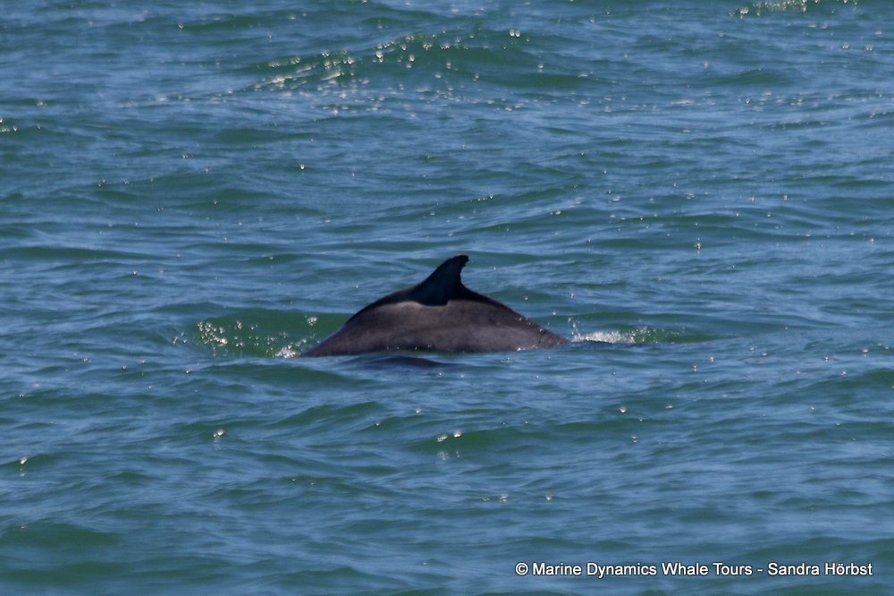 humpback dolphin, whale watching, gansbaai, south africa