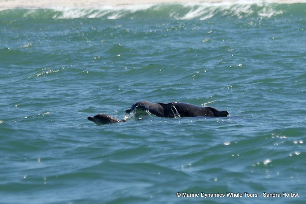 humpback dolphin, whale watching, gansbaai, south africa