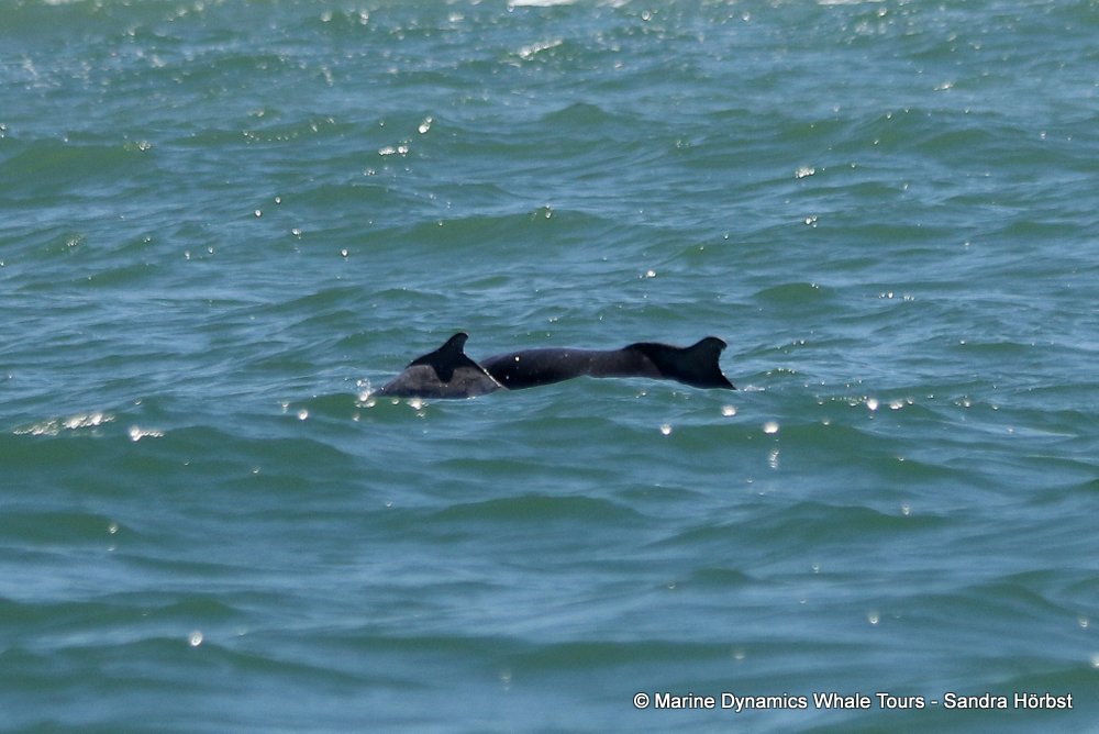 humpback dolphin, whale watching, gansbaai, south africa