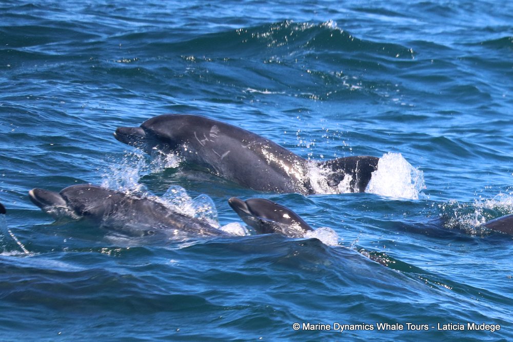 bottlenose dolphin Whale watching, South Africa, Gansbaai,