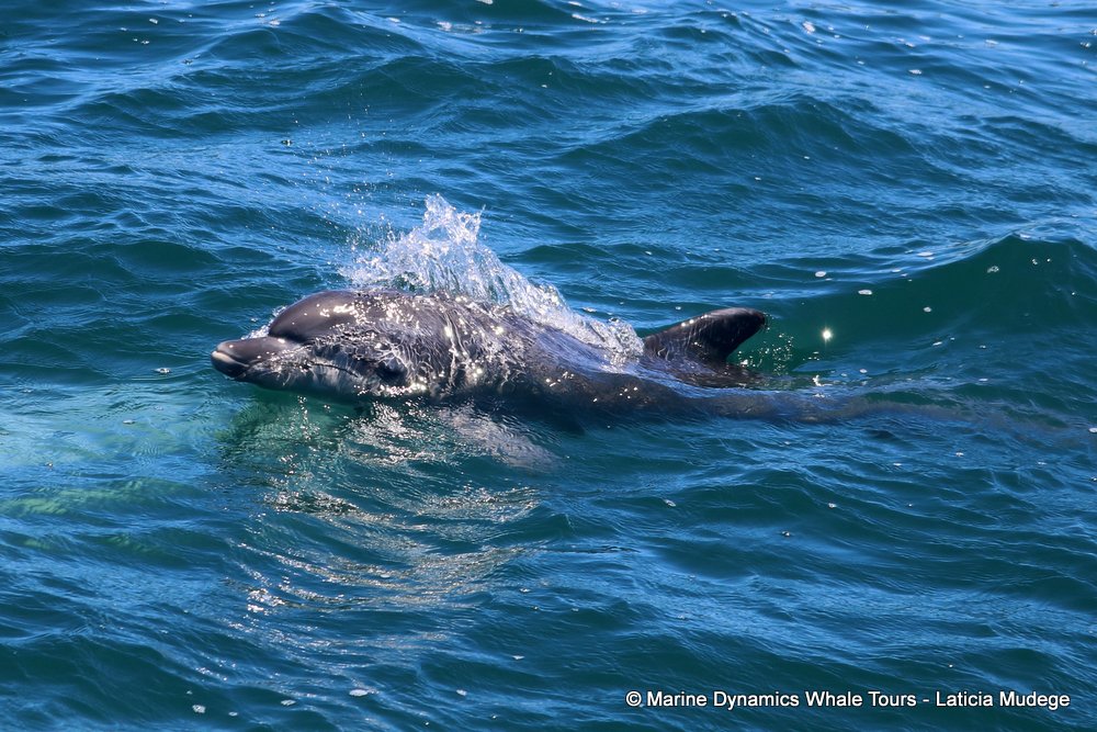 bottlenose dolphin Whale watching, South Africa, Gansbaai,