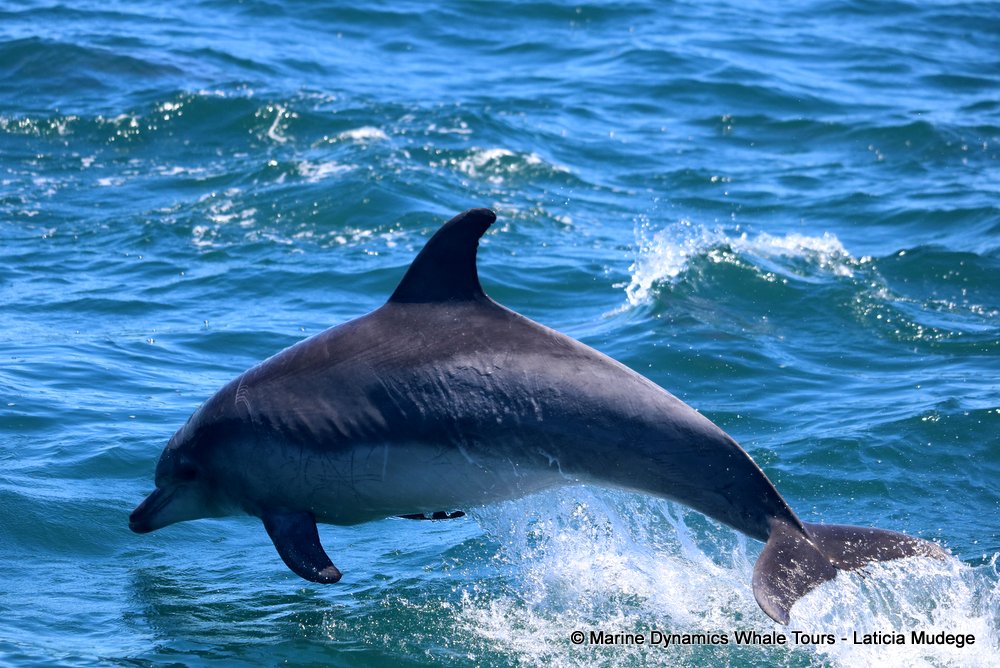 bottlenose dolphin Whale watching, South Africa, Gansbaai,