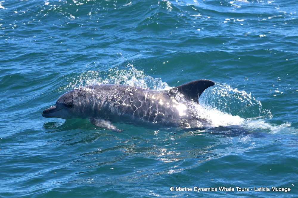 bottlenose dolphin Whale watching, South Africa, Gansbaai,