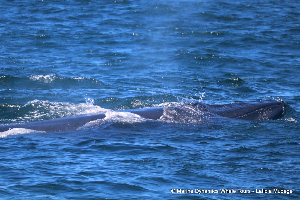 bryde's whale, whale watching, gansbaai, south africa,