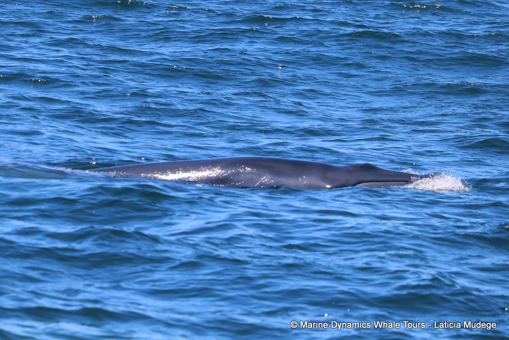 bryde's whale, whale watching, gansbaai, south africa,