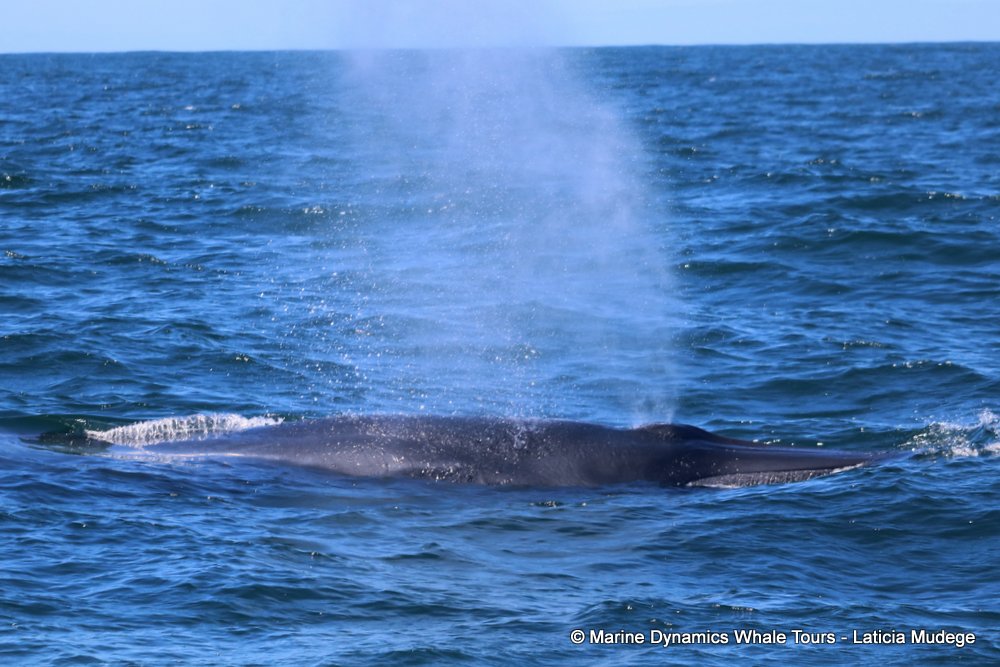 bryde's whale, whale watching, gansbaai, south africa,