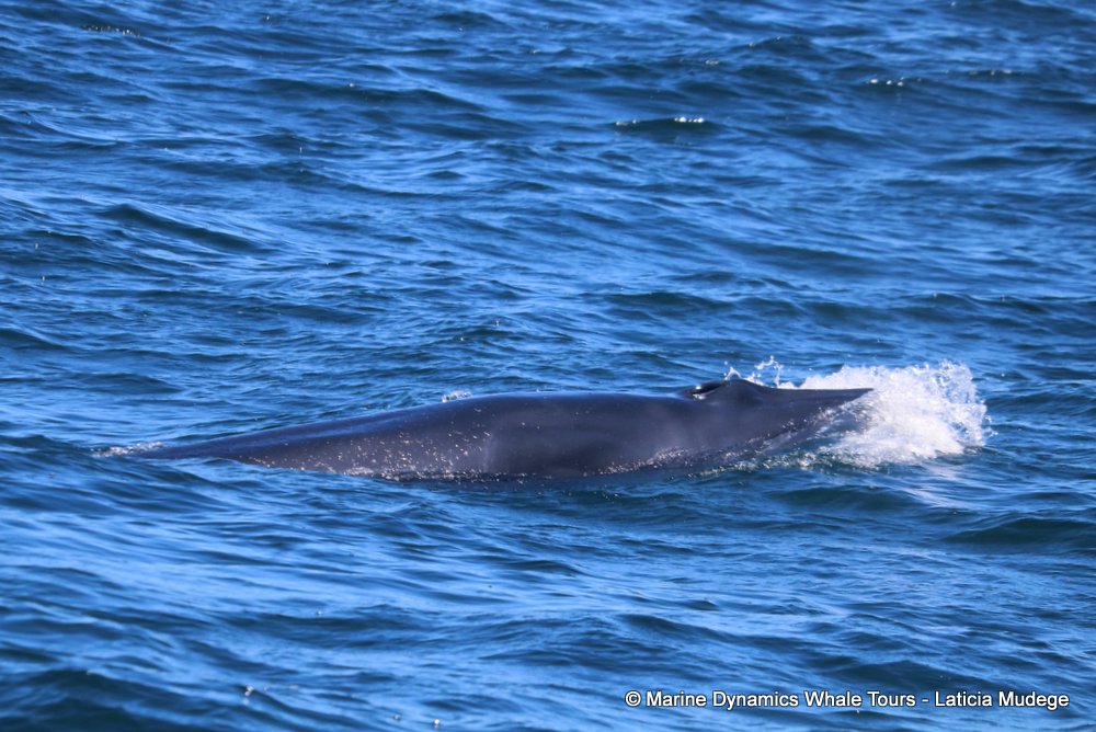 bryde's whale, whale watching, gansbaai, south africa,