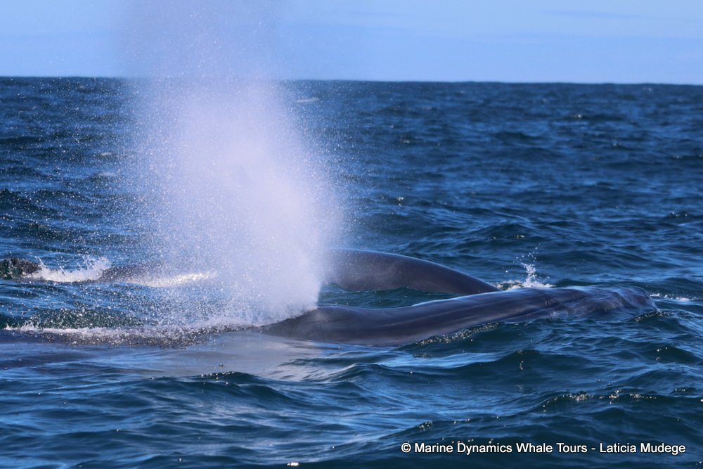 Marine Big 5 Daily Blog 19 January