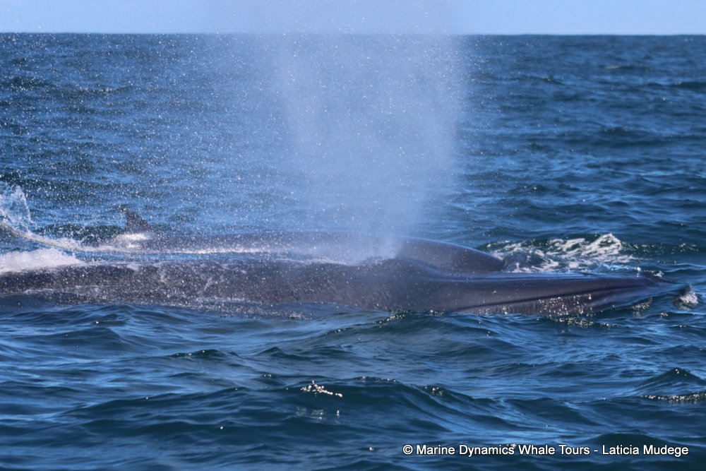 bryde's whale, whale watching, gansbaai, south africa,