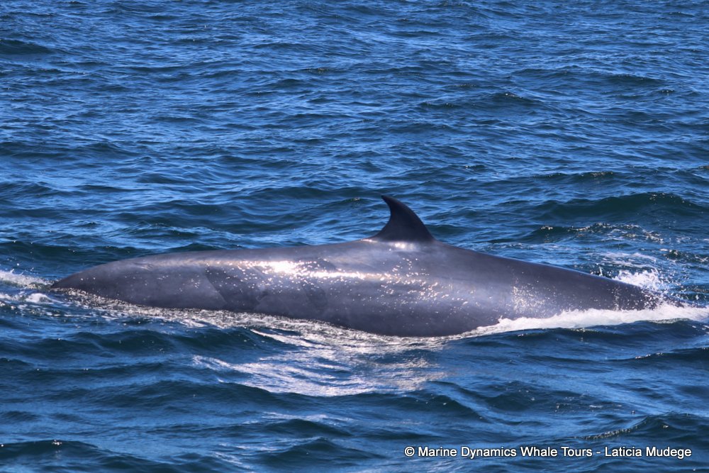 bryde's whale, whale watching, gansbaai, south africa,