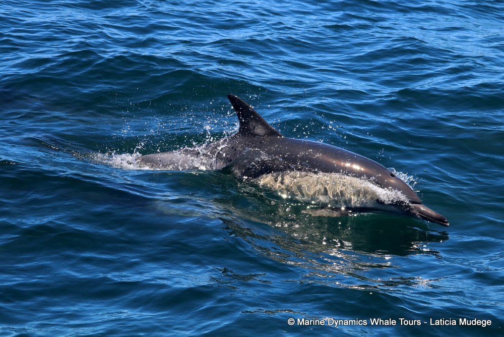 common dolphin, whale watching, gansbaai, south africa