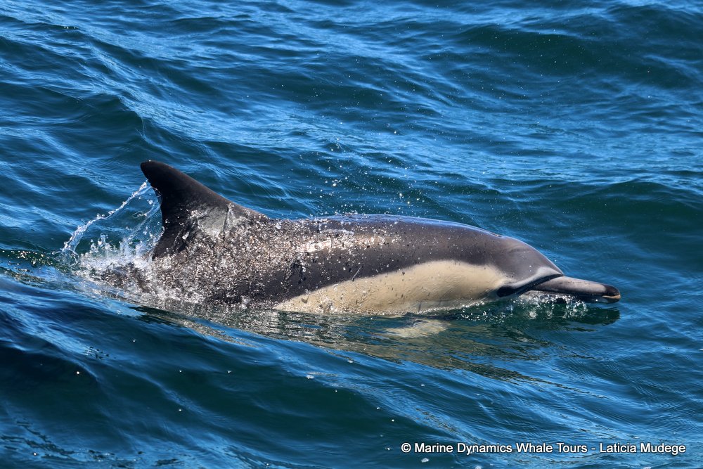 common dolphin, whale watching, gansbaai, south africa