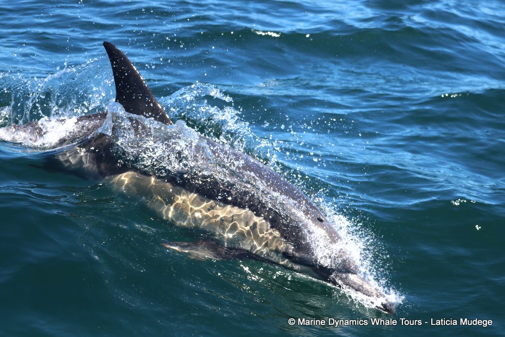 common dolphin, whale watching, gansbaai, south africa