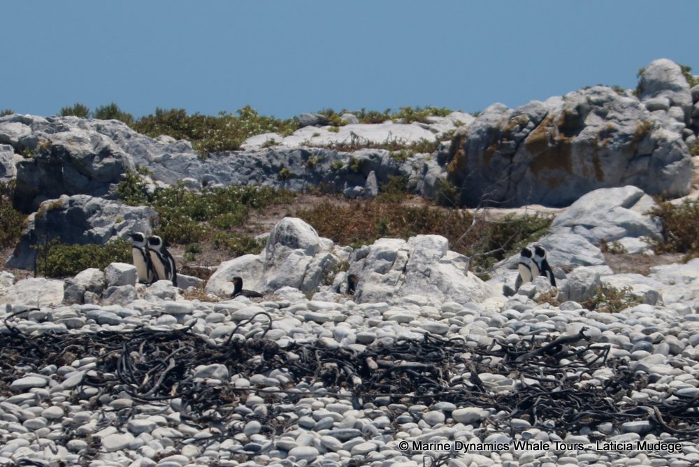 african penguin, whale watching, gansbaai, south africa