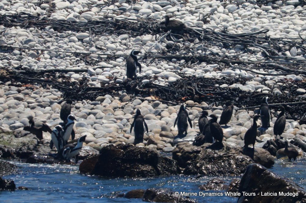 african penguin, whale watching, gansbaai, south africa