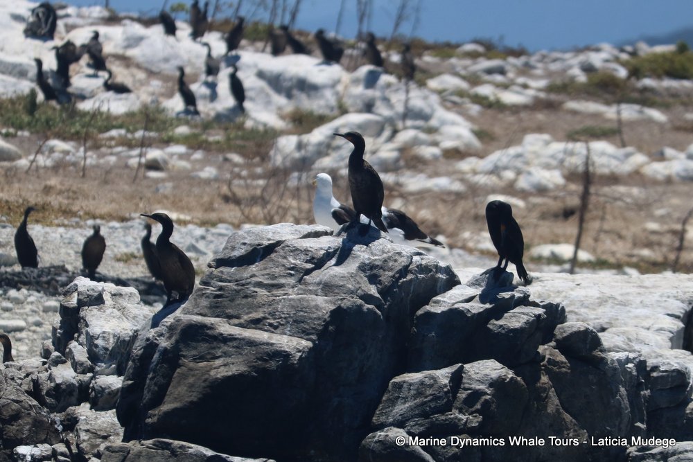 cormorant, whale watching, gansbaai, south africa,