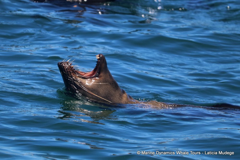 cape fur seal, whale watching, gansbaai, south africa