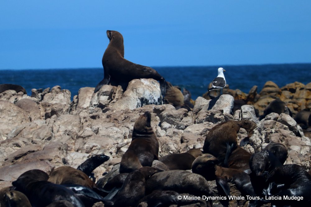 cape fur seal, whale watching, gansbaai, south africa