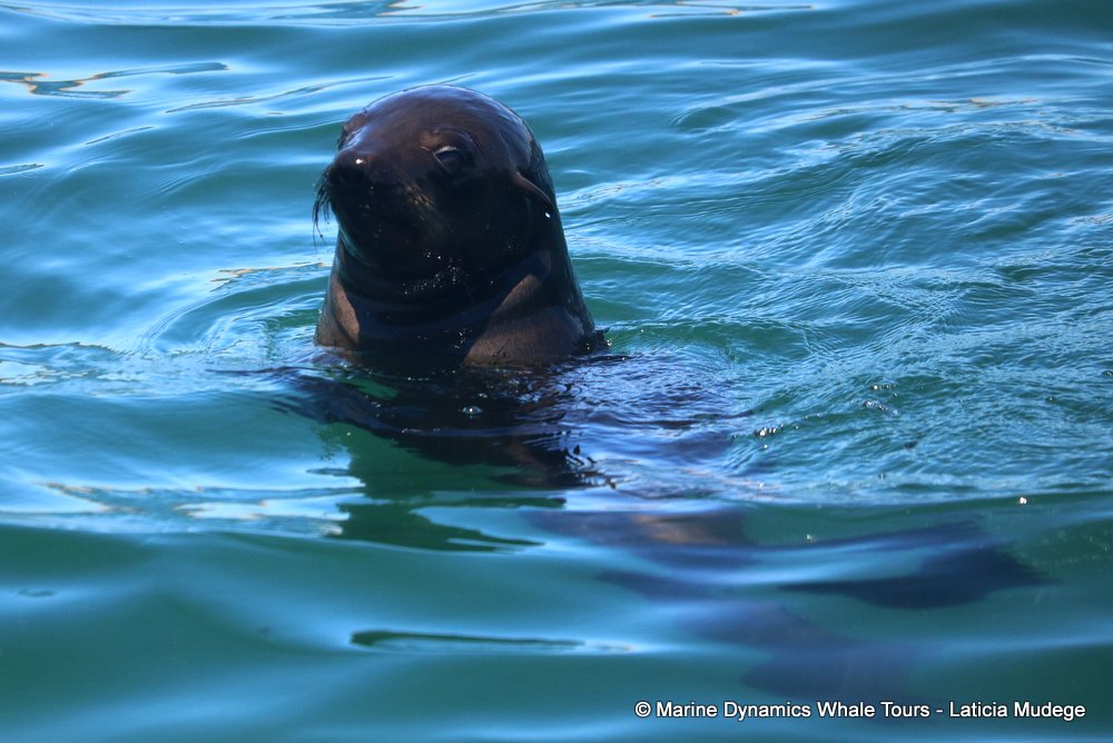 cape fur seal, whale watching, gansbaai, south africa