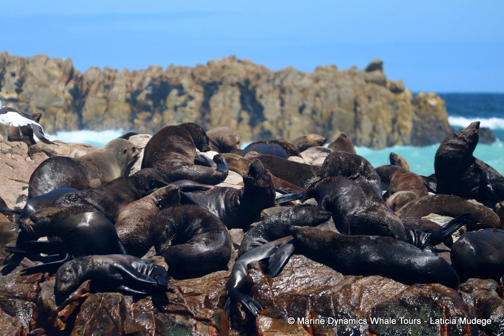 cape fur seal, whale watching, gansbaai, south africa