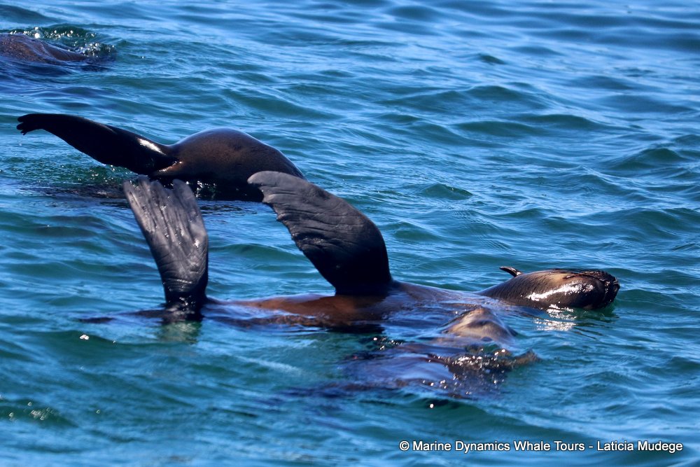 cape fur seal, whale watching, gansbaai, south africa