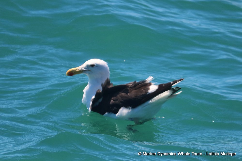 gull, whale watching, gansbaai, south africa,