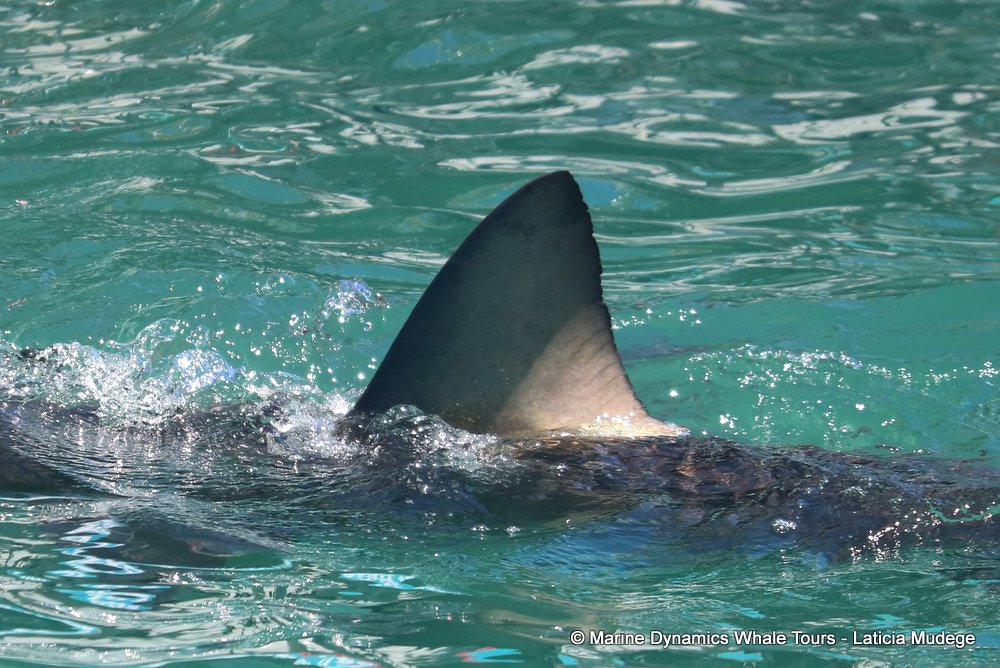bronze whaler shark, whale watching, gansbaai, south africa,