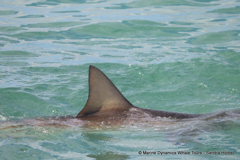 shark dorsal fin, whale watching, gansbaai, south africa,