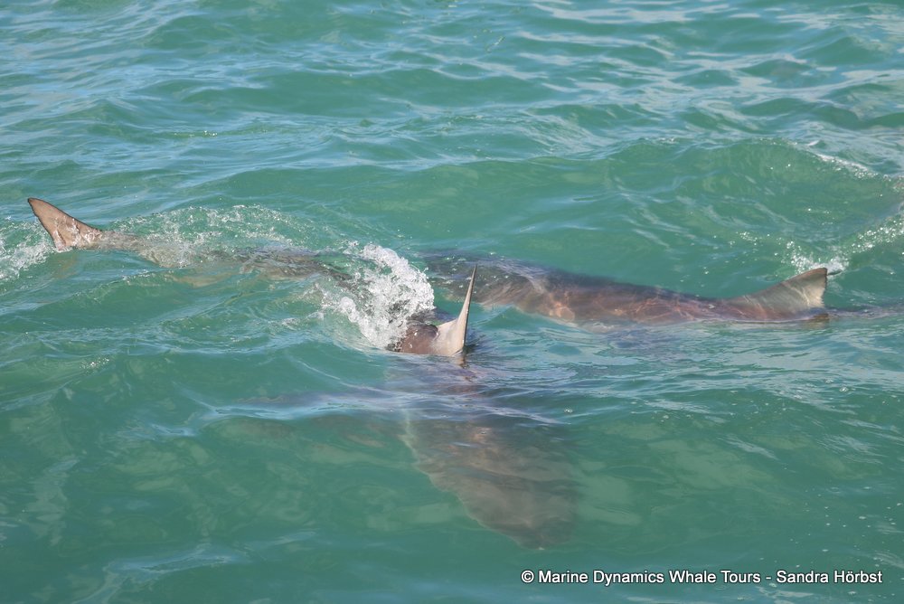 shark, whale watching, gansbaai, south africa,