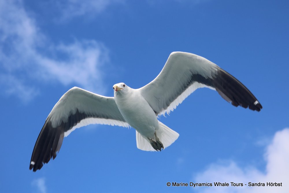 gull, whale watching, gansbaai, south africa,