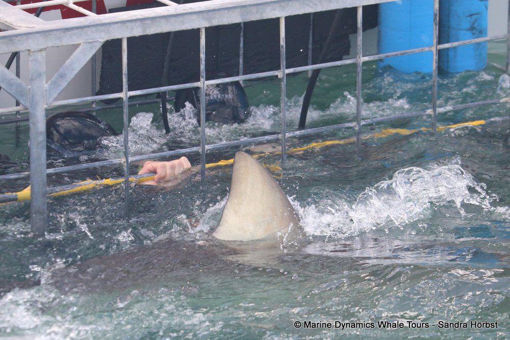shark dorsal fin, whale watching, gansbaai, south africa,