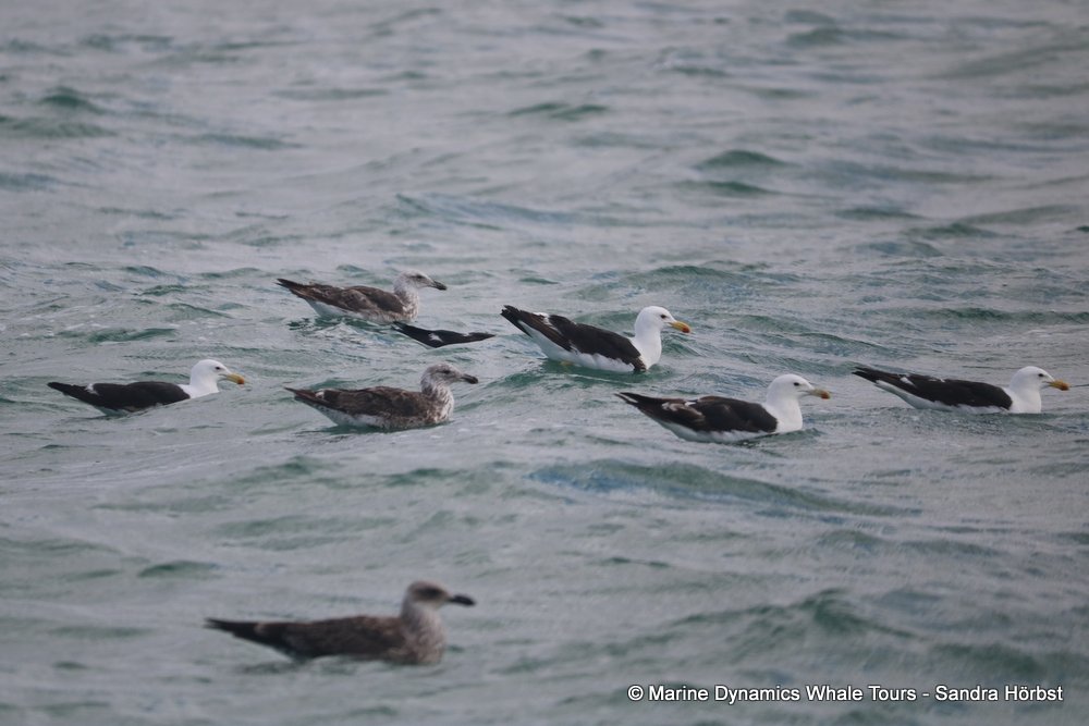 gull, whale watching, gansbaai, south africa,